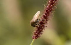 Metcalfiella
