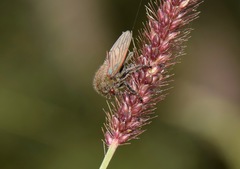 Metcalfiella