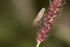 Metcalfiella