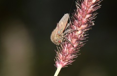 Metcalfiella