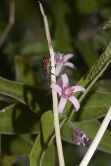 Lygaeus alboornatus