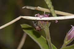 Lygaeus alboornatus