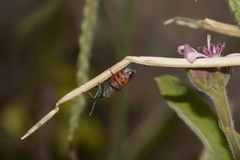 Lygaeus alboornatus