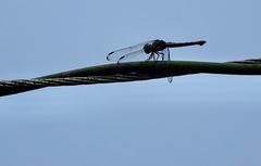 Potamarcha congener