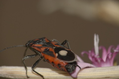 Lygaeus alboornatus