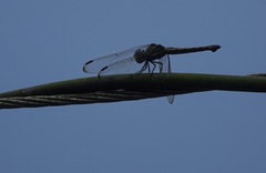 Potamarcha congener