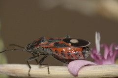 Lygaeus alboornatus