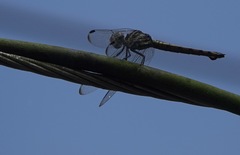 Potamarcha congener