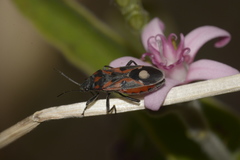 Lygaeus alboornatus