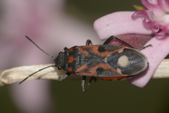Lygaeus alboornatus
