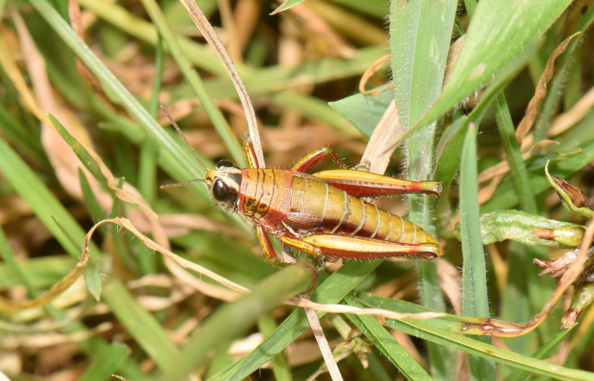 Jivarus ronderosi image