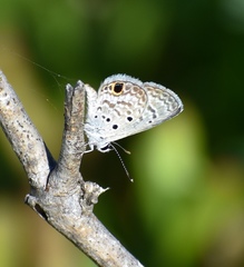 Hemiargus ceraunus filenus