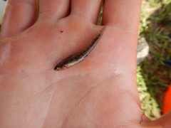Etheostoma proeliare
