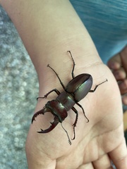 Lucanus swinhoei
