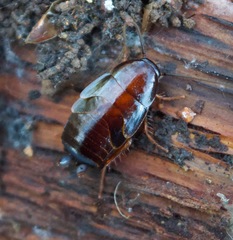 Parcoblatta americana