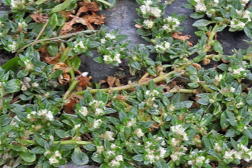 Washerwoman (Alternanthera caracasana)