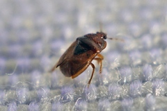 Amnestus pusillus