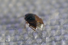 Amnestus pusillus