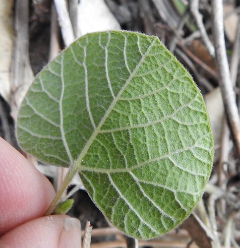 Image of Rhynchosia michauxii by (c) Laura Gaudette, some rights reserved (CC BY)