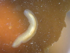 Leptoplanoidea