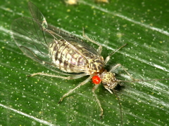 Dasydemella