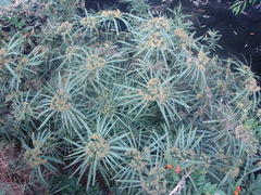 Cyperus alternifolius flabelliformis