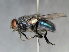 Protocalliphora