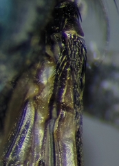 Protocalliphora
