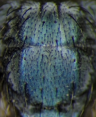 Protocalliphora