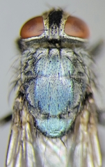 Protocalliphora