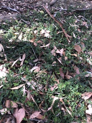 Podolobium procumbens