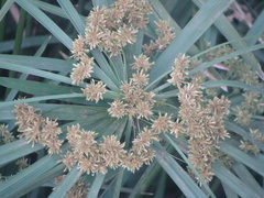 Cyperus alternifolius flabelliformis