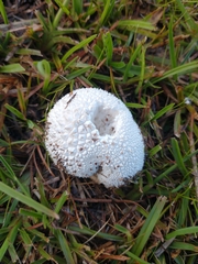 Lycoperdon