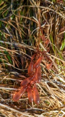 Botryocladia pseudodichotoma