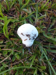 Lycoperdon