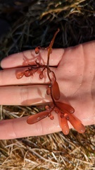 Botryocladia pseudodichotoma