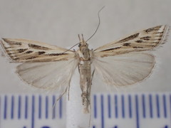 Hednota panteucha