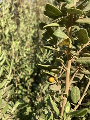 Azara dentata