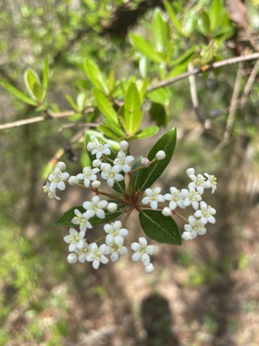 Viburnum obovatum image