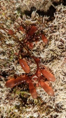 Botryocladia pseudodichotoma