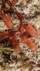 Botryocladia pseudodichotoma