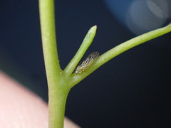 Blastopsylla occidentalis