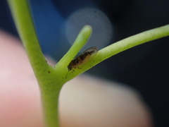 Blastopsylla occidentalis