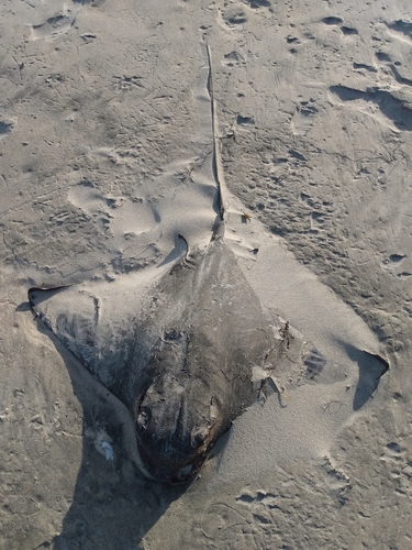 Bat Ray (Myliobatis californica), a species recorded in California