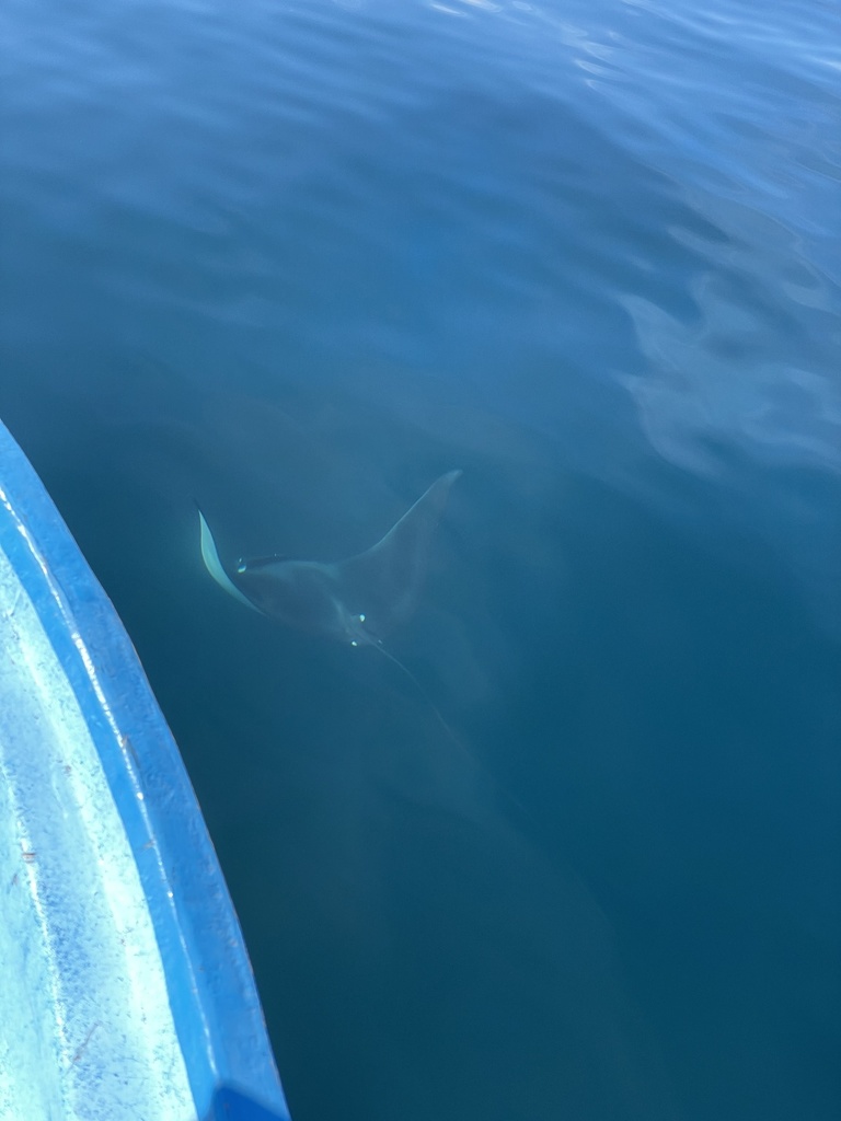 Spinetail devil ray passing under a boat near Loreto, Baja California