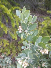 Arctostaphylos nortensis