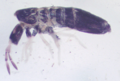 Lepidocyrtus paradoxus