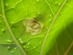 Calycomyza stegmaieri