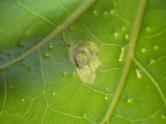 Calycomyza stegmaieri