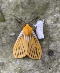 Pseudischnocampa